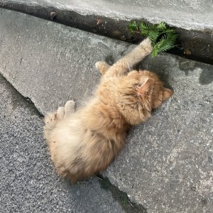고양이 목격 이그저틱쇼트헤어 충청남도 천안시 동남구