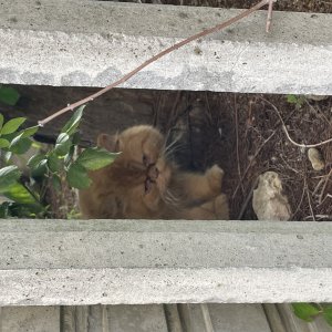 고양이 주인을 찾습니다 고양이 전단지