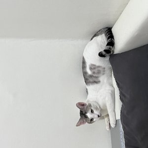 고양이를 찾습니다 고양이 전단지