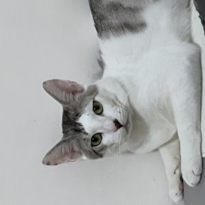 고양이 실종 코리아쇼트헤어 경기도 안산시 단원구