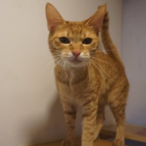 고양이를 찾습니다 고양이 전단지