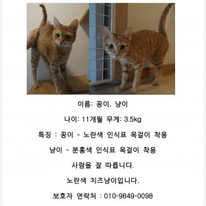 고양이 실종 코리아쇼트헤어 서울특별시 관악구