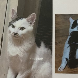 고양이 실종 코리아쇼트헤어 강원도 영월군