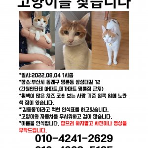 고양이 실종 코리아쇼트헤어 부산광역시 동래구