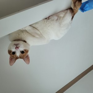 고양이를 찾습니다 고양이 전단지