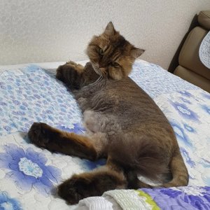 고양이 실종 페르시안 부산광역시 기장군
