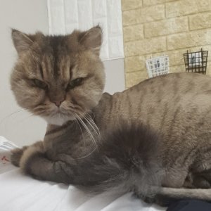 고양이를 찾습니다 고양이 전단지