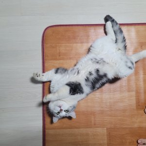 고양이 실종 스코티시폴드롱헤어 경기도 파주시