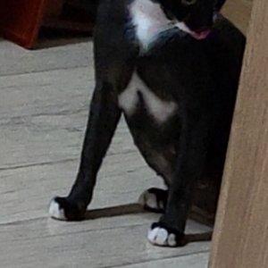 고양이를 찾습니다 고양이 전단지