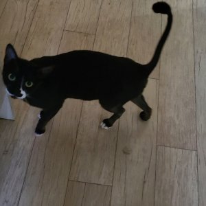 고양이 실종 코리아쇼트헤어 강원도 고성군
