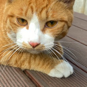 고양이를 찾습니다 고양이 전단지