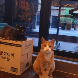고양이 실종 코리아쇼트헤어 대구광역시 달서구