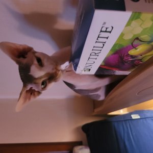 고양이 주인을 찾습니다 고양이 전단지