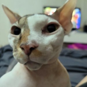 고양이 구조 스핑크스 서울특별시 송파구