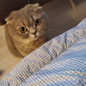 고양이를 찾습니다 고양이 전단지