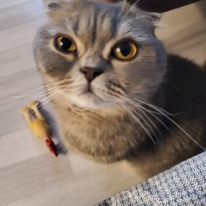 고양이 실종 스코티시폴드 서울특별시 중랑구