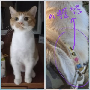 고양이 실종 코리아쇼트헤어 전라남도 완도군
