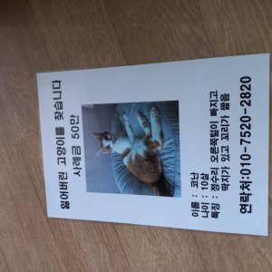 고양이 실종 코리아쇼트헤어 부산광역시 연제구