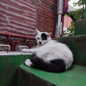 고양이를 찾습니다 고양이 전단지