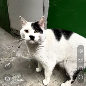 고양이 실종 코리아쇼트헤어 충청북도 청주시 흥덕구