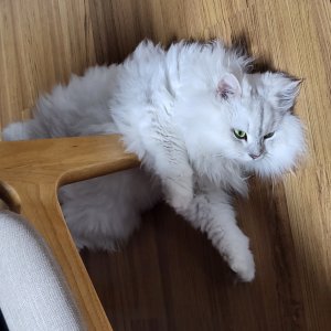 고양이를 찾습니다 고양이 전단지