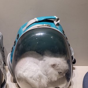 고양이 실종 페르시안 울산광역시 북구