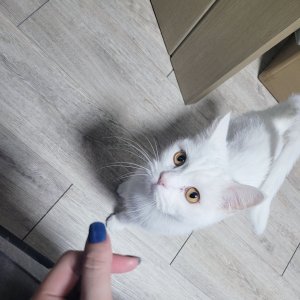 고양이 실종 터키시앙고라 충청남도 천안시 서북구
