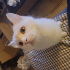 고양이를 찾습니다 고양이 전단지