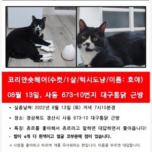 고양이 실종 코리아쇼트헤어 경상북도 경산시