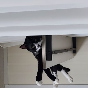 고양이를 찾습니다 고양이 전단지