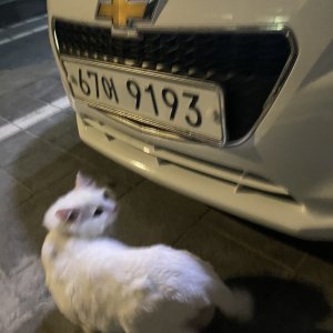 고양이 목격 터키시앙고라 서울특별시 강서구