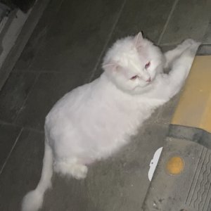 고양이 주인을 찾습니다 고양이 전단지