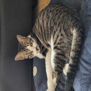 고양이 실종 코리아쇼트헤어 인천광역시 미추홀구