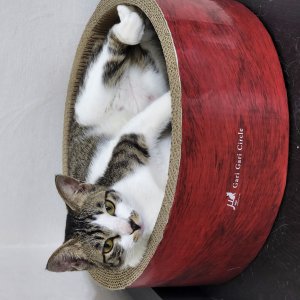 고양이를 찾습니다 고양이 전단지