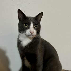 고양이 실종 코리아쇼트헤어 서울특별시 강남구