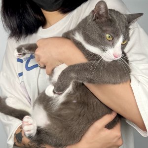 고양이를 찾습니다 고양이 전단지