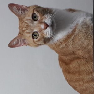 고양이를 찾습니다 고양이 전단지