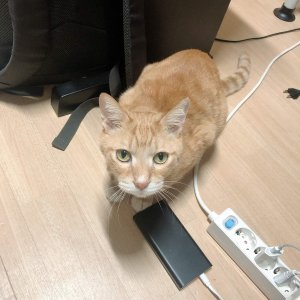 고양이 실종 코리아쇼트헤어 경기도 의정부시