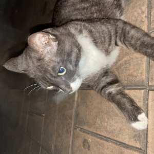 고양이 주인을 찾습니다 고양이 전단지