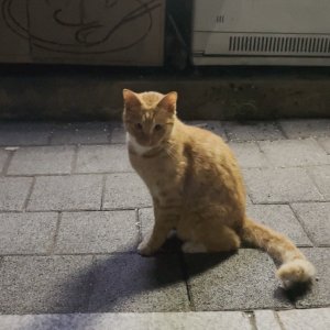 고양이 목격 코리아쇼트헤어 경기도 부천시 원미구