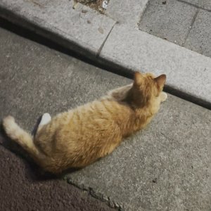 고양이 주인을 찾습니다 고양이 전단지