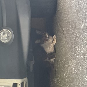 고양이 주인을 찾습니다 고양이 전단지