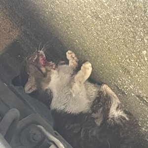 고양이 목격 코리아쇼트헤어 경기도 성남시 수정구