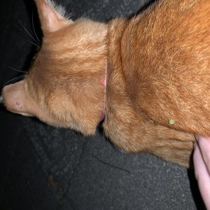 고양이 주인을 찾습니다 고양이 전단지