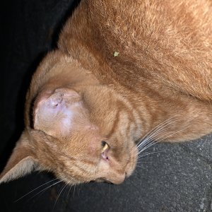 고양이 목격 코리아쇼트헤어 경기도 수원시 팔달구