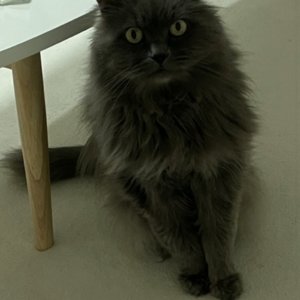 고양이 실종 페르시안 서울특별시 관악구