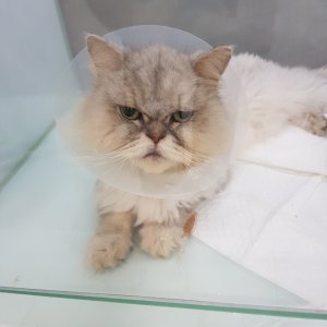 고양이 주인을 찾습니다 고양이 전단지