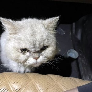 고양이 구조 페르시안 경상남도 양산시