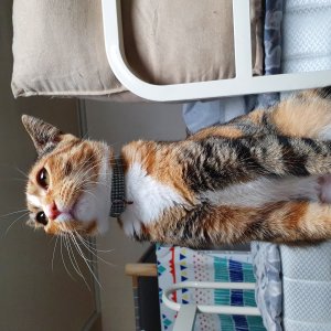 고양이 실종 코리아쇼트헤어 서울특별시 마포구