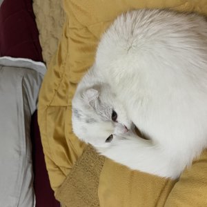 고양이 실종 스코티시폴드 부산광역시 해운대구